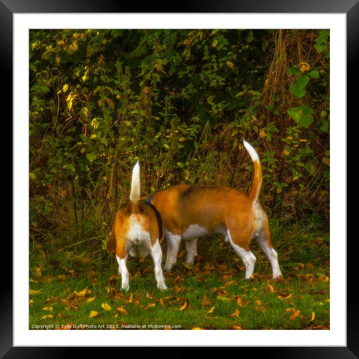 Distracted Beagles Framed Mounted Print by Tylie Duff Photo Art