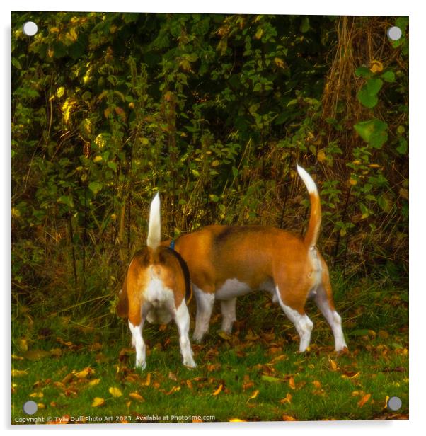 Distracted Beagles Acrylic by Tylie Duff Photo Art