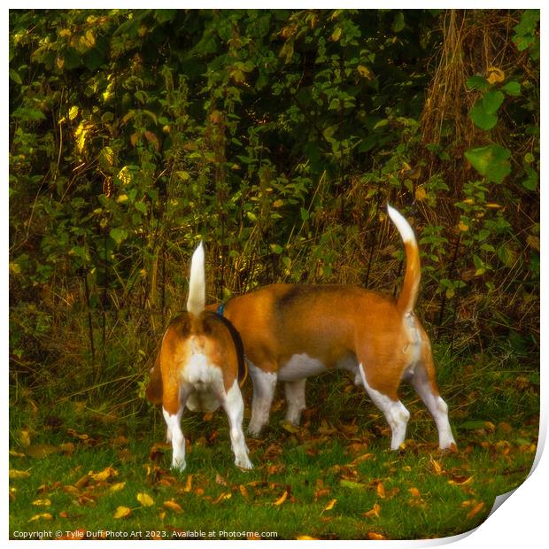Distracted Beagles Print by Tylie Duff Photo Art