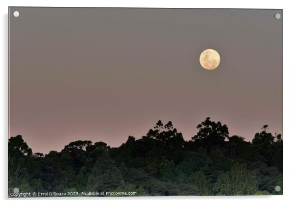 Moonrise over Matapouri Bay Acrylic by Errol D'Souza