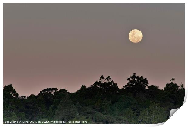 Moonrise over Matapouri Bay Print by Errol D'Souza