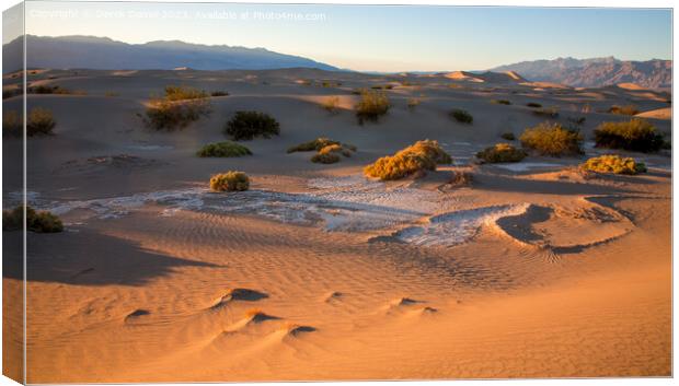 Serene Sand Dunes at Sunset Canvas Print by Derek Daniel