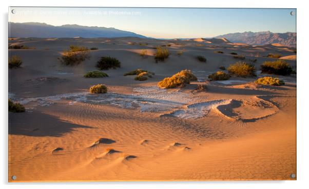 Serene Sand Dunes at Sunset Acrylic by Derek Daniel