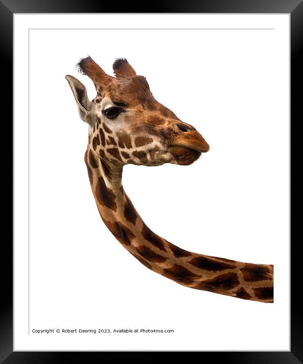 Giraffe On White Background Framed Mounted Print by Robert Deering