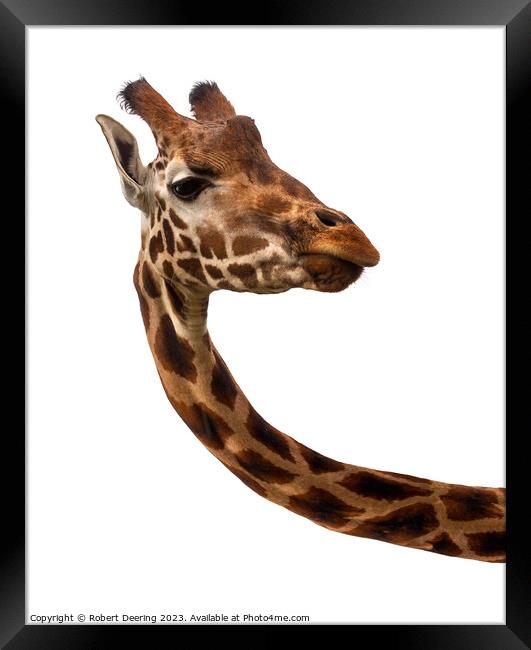 Giraffe On White Background Framed Print by Robert Deering