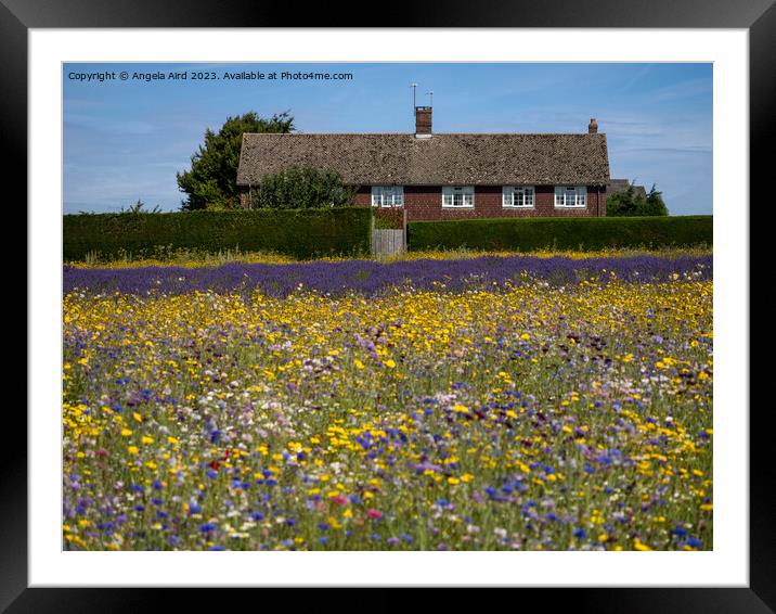 Flower Meadow. Framed Mounted Print by Angela Aird