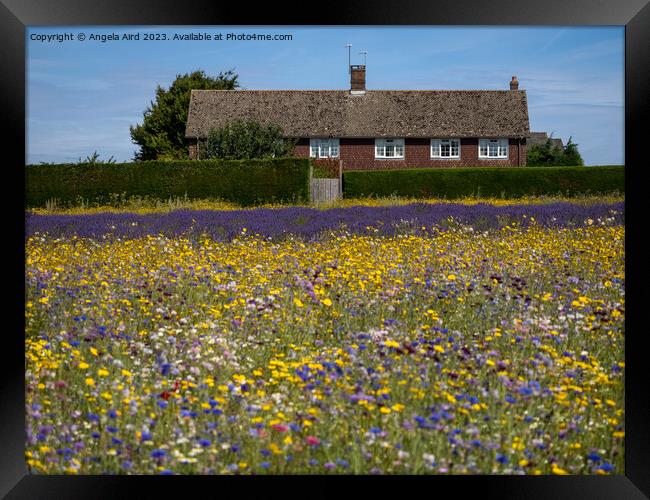 Flower Meadow. Framed Print by Angela Aird