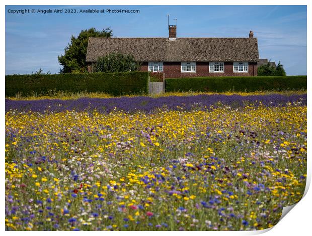 Flower Meadow. Print by Angela Aird