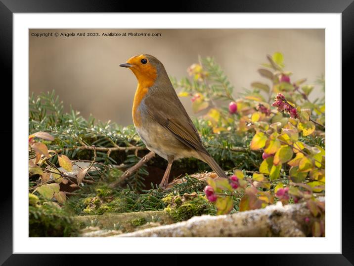 Robin. Framed Mounted Print by Angela Aird