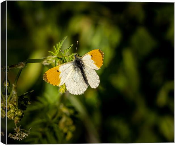 The Beautiful Orange Tip Butterfly. Canvas Print by Colin Allen