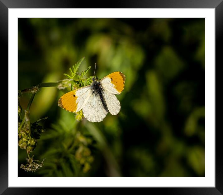 The Beautiful Orange Tip Butterfly. Framed Mounted Print by Colin Allen
