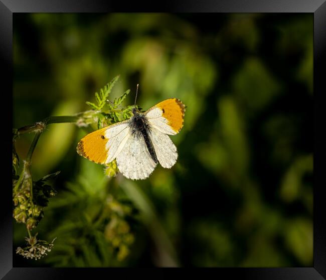 The Beautiful Orange Tip Butterfly. Framed Print by Colin Allen