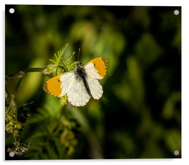 The Beautiful Orange Tip Butterfly. Acrylic by Colin Allen
