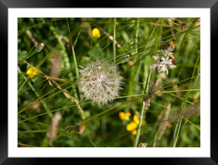 Dandelion seedhead in grass Framed Mounted Print by Sally Wallis
