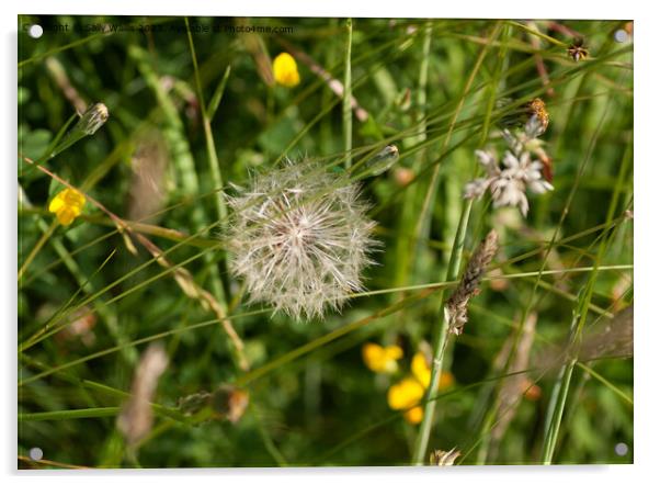 Dandelion seedhead in grass Acrylic by Sally Wallis