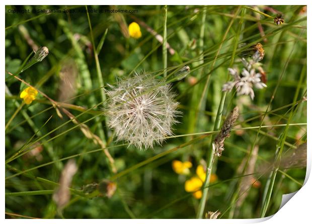 Dandelion seedhead in grass Print by Sally Wallis