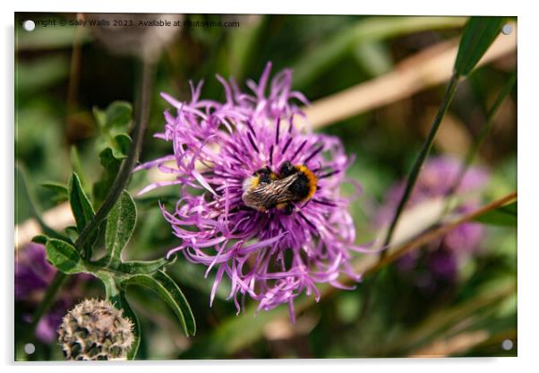 Bee on cornflower Acrylic by Sally Wallis