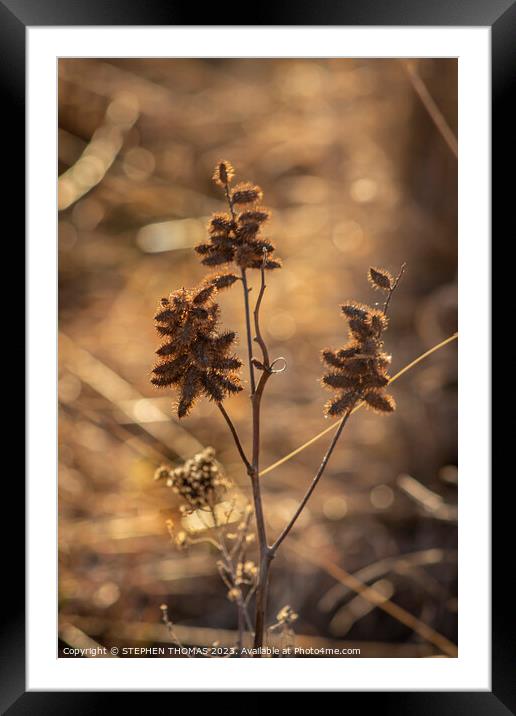 Wild Licorice  Framed Mounted Print by STEPHEN THOMAS