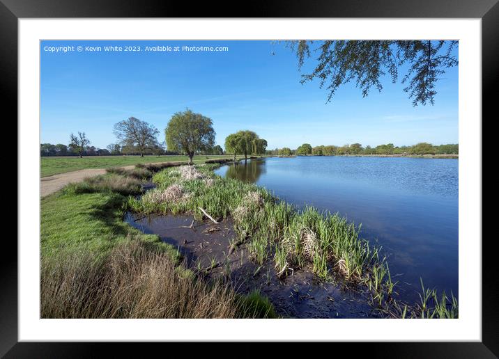 Long grass and reeds growing on the each of a pond Framed Mounted Print by Kevin White