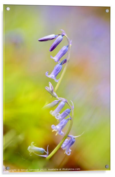  Bluebell flower Acrylic by Simon Johnson