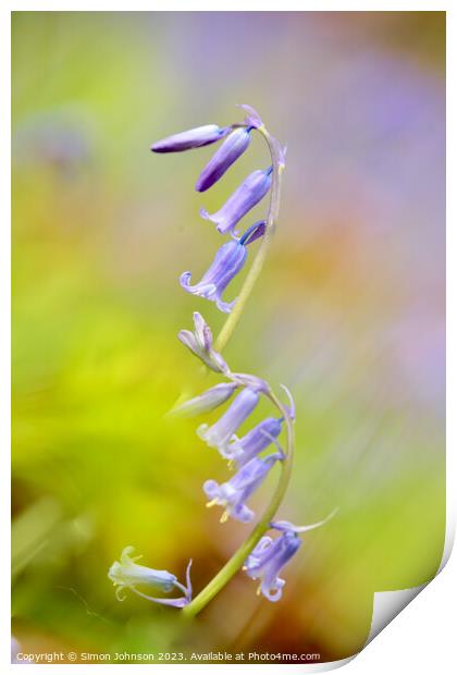  Bluebell flower Print by Simon Johnson