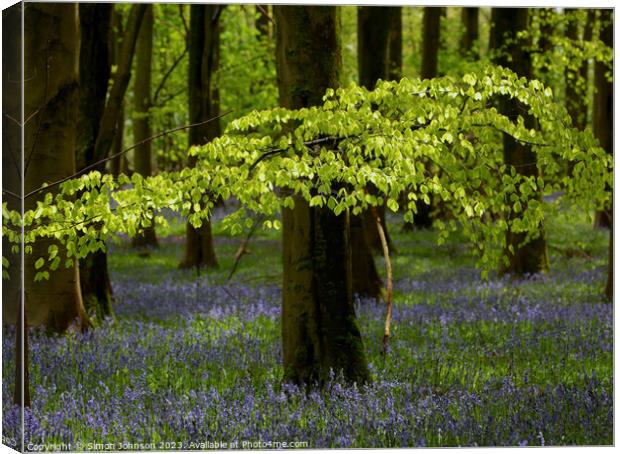 Sunlit leaves and Bluebells Canvas Print by Simon Johnson