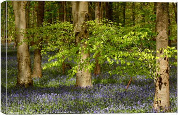 wind blown tree and bluebells Canvas Print by Simon Johnson