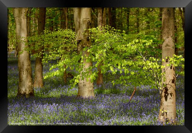 wind blown tree and bluebells Framed Print by Simon Johnson