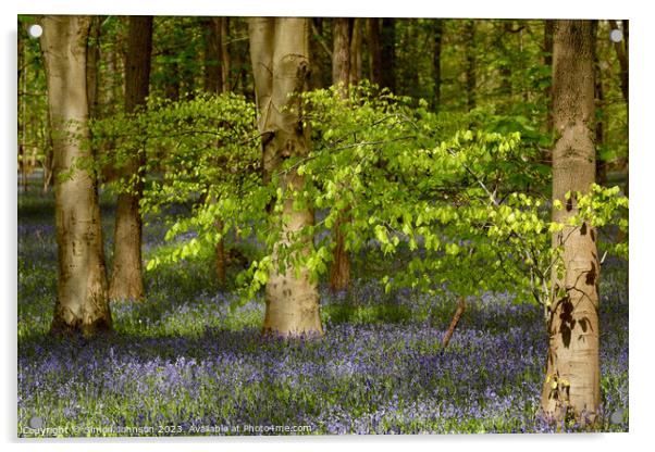 wind blown tree and bluebells Acrylic by Simon Johnson