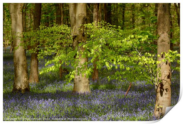 wind blown tree and bluebells Print by Simon Johnson