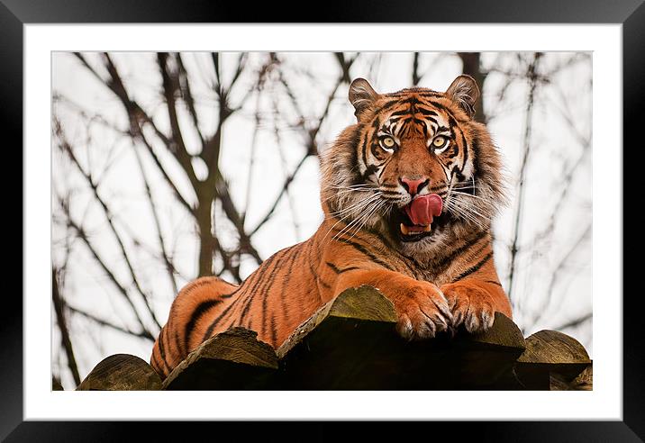 Tiger Framed Mounted Print by Orange FrameStudio