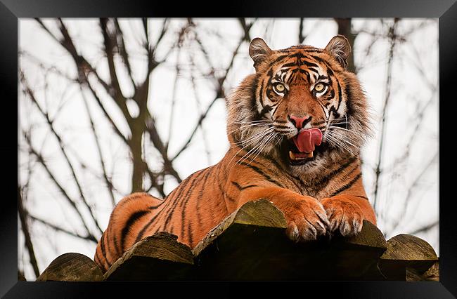Tiger Framed Print by Orange FrameStudio