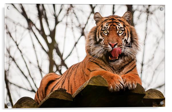 Tiger Acrylic by Orange FrameStudio