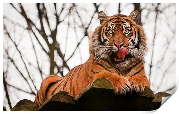 Tiger Print by Orange FrameStudio