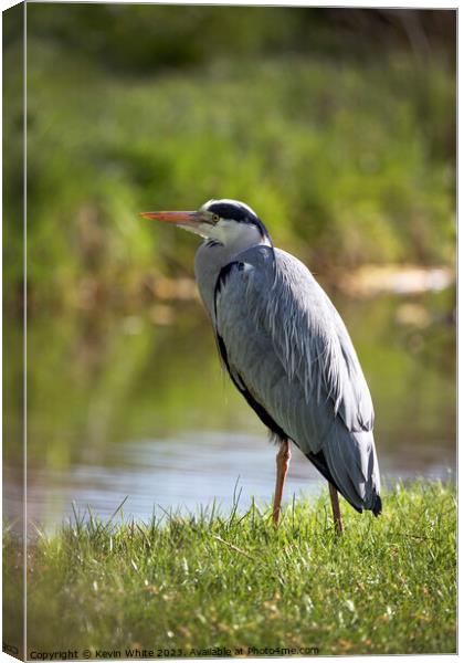 Grey Heron just standing relaxing beside the stream Canvas Print by Kevin White