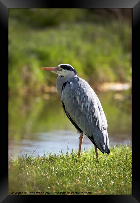 Grey Heron just standing relaxing beside the stream Framed Print by Kevin White