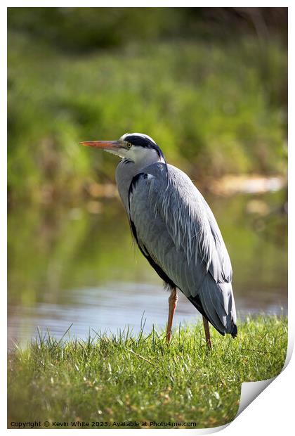 Grey Heron just standing relaxing beside the stream Print by Kevin White