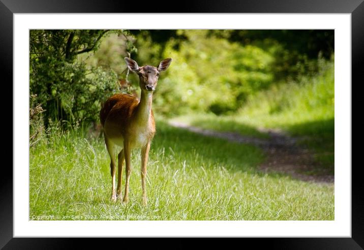 Deer on Cannock Chase Framed Mounted Print by Jon Saiss
