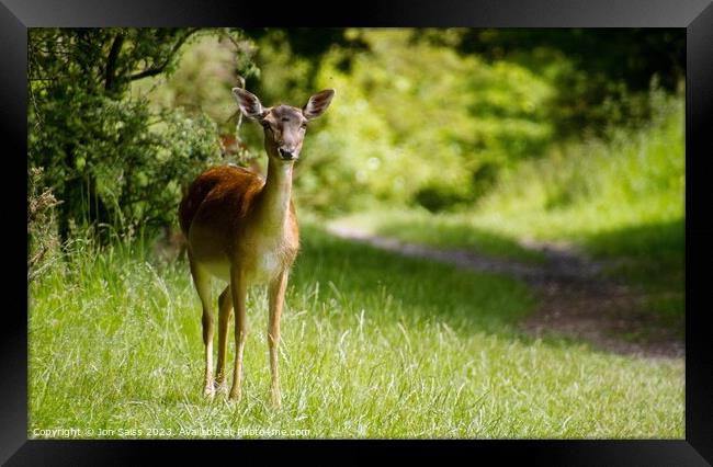 Deer on Cannock Chase Framed Print by Jon Saiss