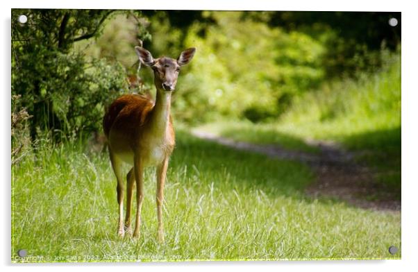 Deer on Cannock Chase Acrylic by Jon Saiss