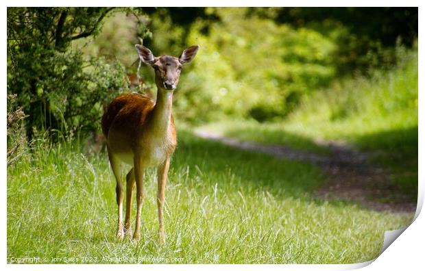Deer on Cannock Chase Print by Jon Saiss