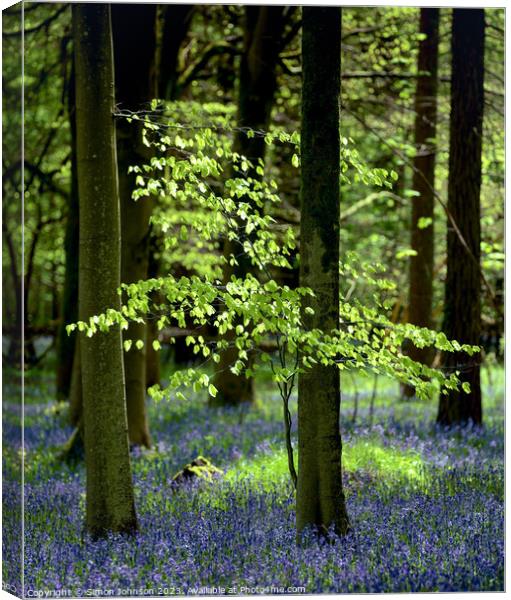 sunlit tree and bluebells Canvas Print by Simon Johnson