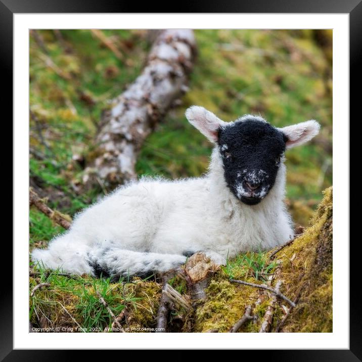 Spring Lamb Lying Down. Framed Mounted Print by Craig Yates