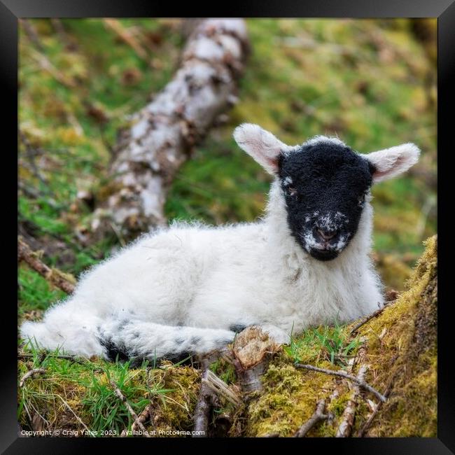 Spring Lamb Lying Down. Framed Print by Craig Yates