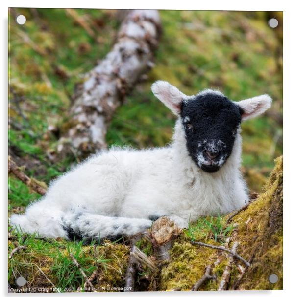 Spring Lamb Lying Down. Acrylic by Craig Yates