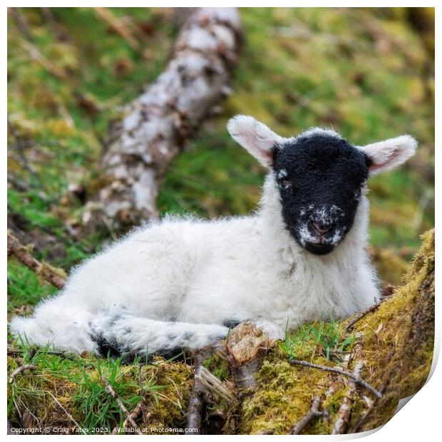 Spring Lamb Lying Down. Print by Craig Yates