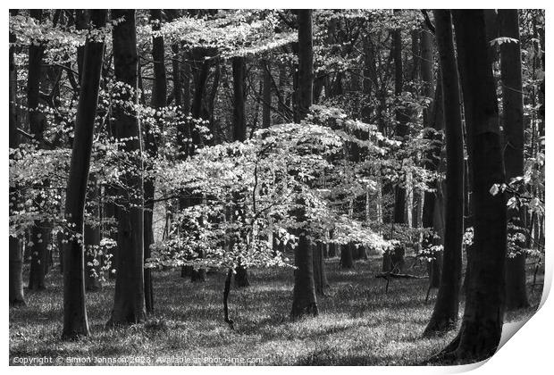 Sunlit tree  Print by Simon Johnson
