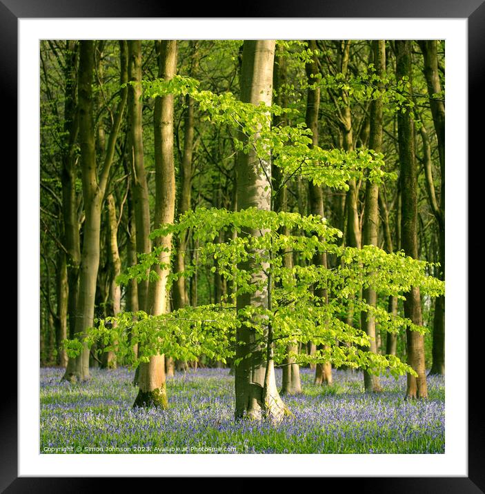 Plant tree Framed Mounted Print by Simon Johnson