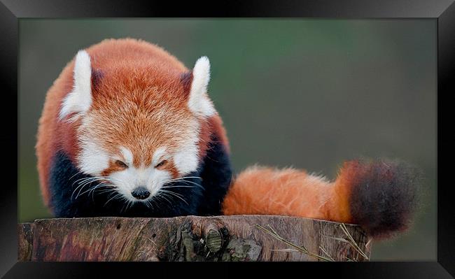 Red Panda Framed Print by Orange FrameStudio