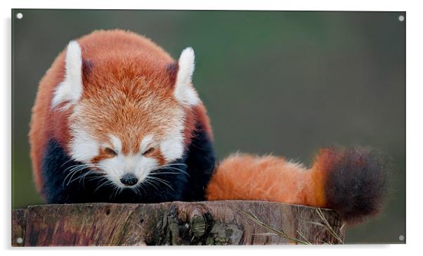 Red Panda Acrylic by Orange FrameStudio